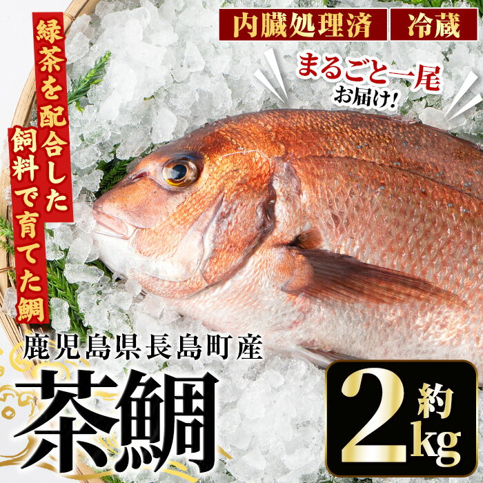 茶鯛 1尾(約2kg)国産 鹿児島県産 タイ 茶鯛 鯛 刺身 海鮮 海産物 まるごと 塩焼き 煮つけ 魚介 鮮魚 養殖 海鮮丼 産地直送[ウスイ]usui-1034