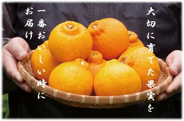 【ふるさと納税】ja-3_長島町特産のデコポン5Kg(ハウス栽培)