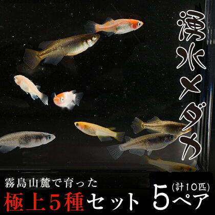 湧水めだか 極上5種セット(5種セット:5ペア、10匹)【湧水めだか】