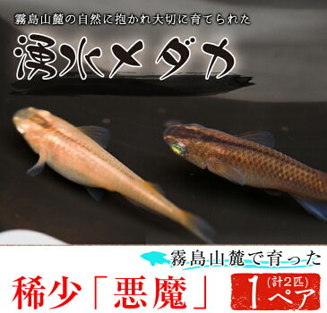 【ふるさと納税】湧水めだか 稀少メダカ「悪魔」(1ペア、2匹)【湧水めだか】