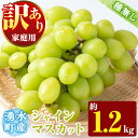 【ふるさと納税】≪期間限定!先行予約受付中!2025年8月中旬以降順次発送≫ 訳あり!シャインマスカット(約1.2kg) 国産 九州産 鹿児島産 湧水町 マスカ...