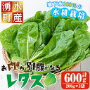 【ふるさと納税】《先行予約受付中!2025年9月以降順次発送》お肉が別腹になるレタス 計600g (200g×3袋) 国産 九州産 鹿児島県産 湧水町産 野菜 やさい レタス ロメインレタス 焼肉 焼き肉 バーベキュー BBQ 冷しゃぶ サラダ 水耕栽培【霧島製萌】