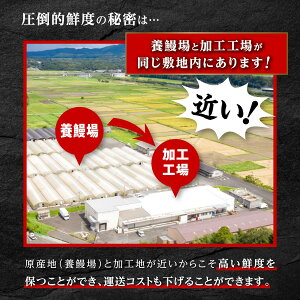 【ふるさと納税】うなぎ 総合ランキング1位獲得 配送月が選べる 長蒲焼 2尾 330g | ふるさと納税 うなぎ 高級 ウナギ 鰻 国産 蒲焼 蒲焼き たれ 鹿児島 大隅 大崎町 ふるさと 人気 送料無料