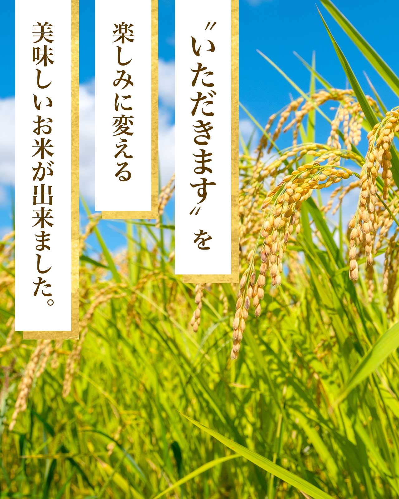 【ふるさと納税】※先行受付 令和8年産 8月発送予定※ 選べる 内容量 5kg 10kg 20kg | コシヒカリ 新米 米 白米 こしひかり お米 精米 ブランド米 大粒 弁当 ごはん ご飯 おにぎり ふるさと納税 f464686-osaki-10001320 鹿児島県大崎町 サンプル画像2