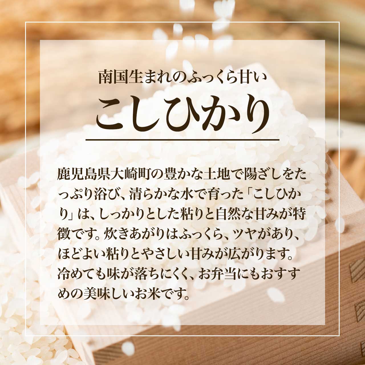 【ふるさと納税】※先行受付 令和8年産 8月発送予定※ 選べる 内容量 5kg 10kg 20kg | コシヒカリ 新米 米 白米 こしひかり お米 精米 ブランド米 大粒 弁当 ごはん ご飯 おにぎり ふるさと納税 f464686-osaki-10001320 鹿児島県大崎町 サンプル画像3