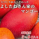 【ふるさと納税】《 先行予約 》 【数量限定】よしたねさん家のマンゴー「ご家庭用5個～6個」 ふるさと納税 取り寄せ お取り寄せ フルーツ お取り寄せフルーツ ご当地 果物 くだもの マンゴー 特産品 グルメ お礼の品 果実 ご自宅用 鹿児島県大崎町