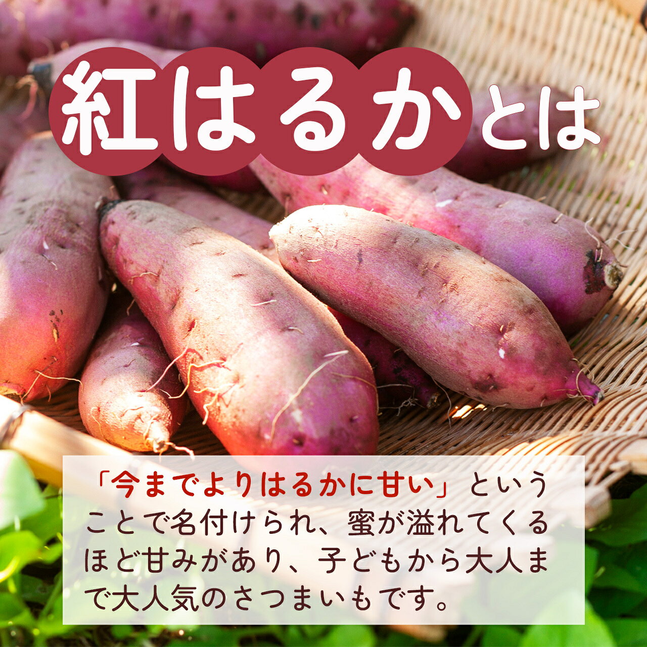 鹿児島県大崎町の画像2