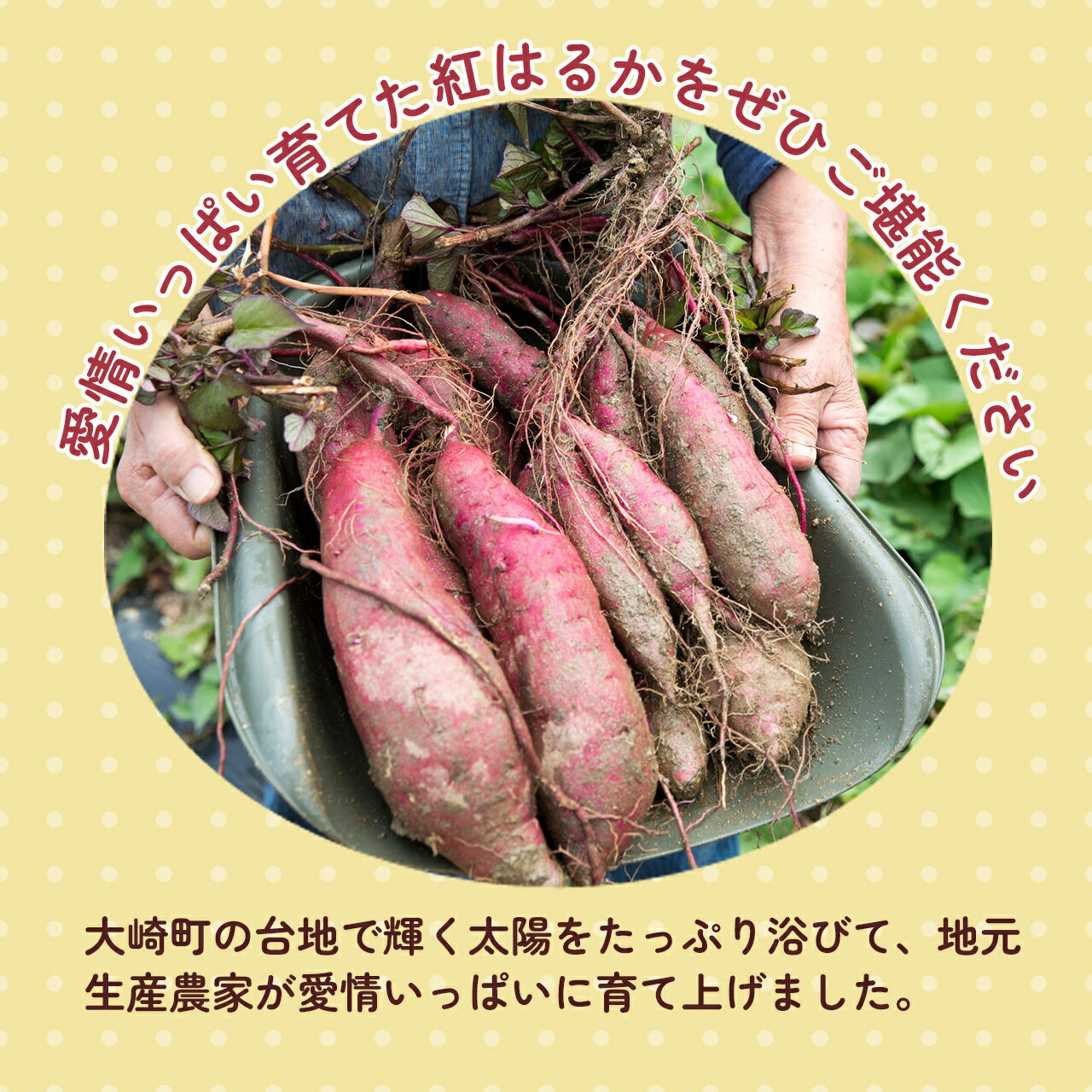 鹿児島県大崎町の画像3