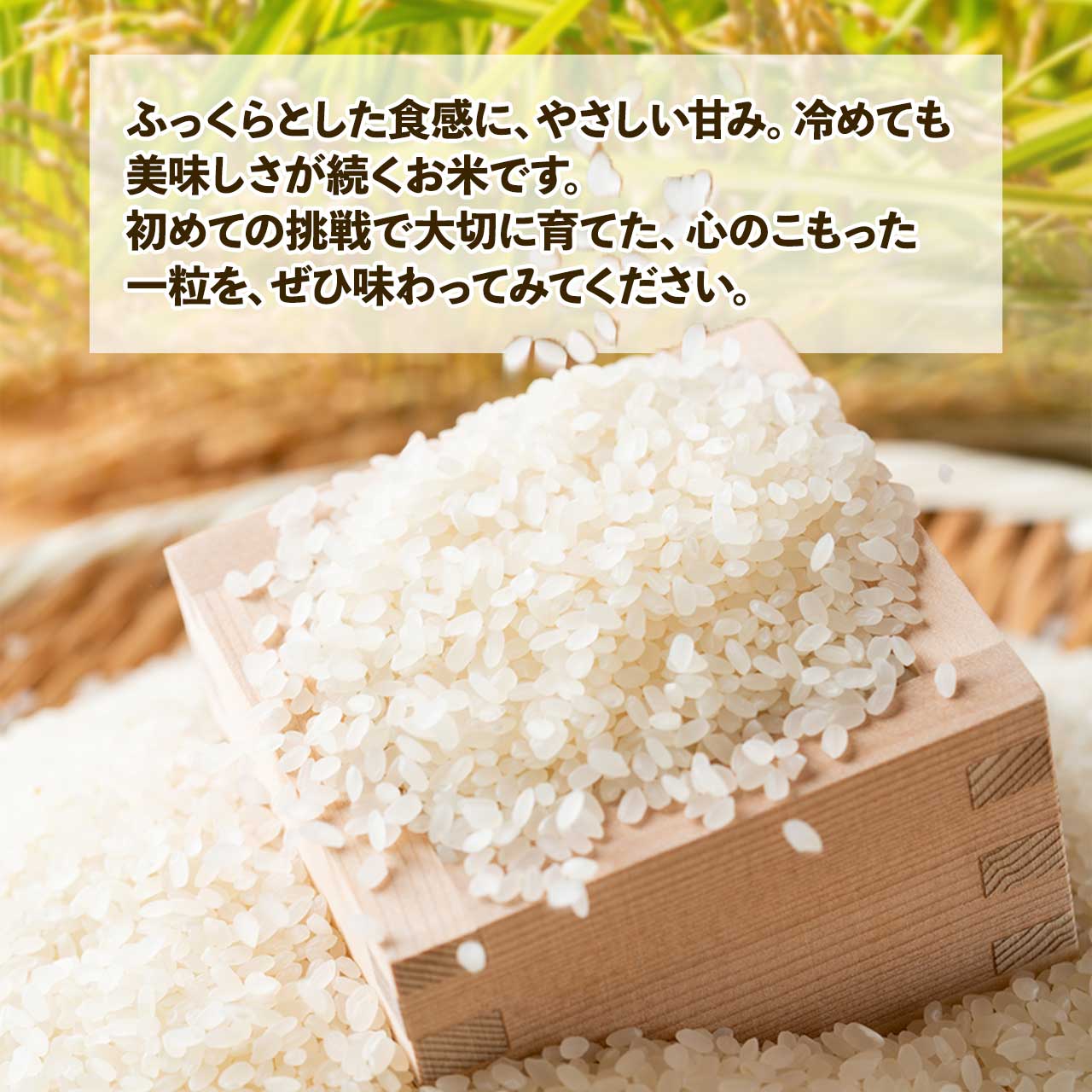 【ふるさと納税】 令和8年産 新米先行受付 なつほのか 5kg 鹿児島県産 こめ 智子さんの姫智米 | ふるさと納税 白米 お米 精米 ブランド米 弁当 ごはん ご飯 おにぎり 精米 5キロ 鹿児島県 大崎町 お取り寄せ 送料無料 f464686-osaki-10001328 鹿児島県大崎町 サンプル画像3