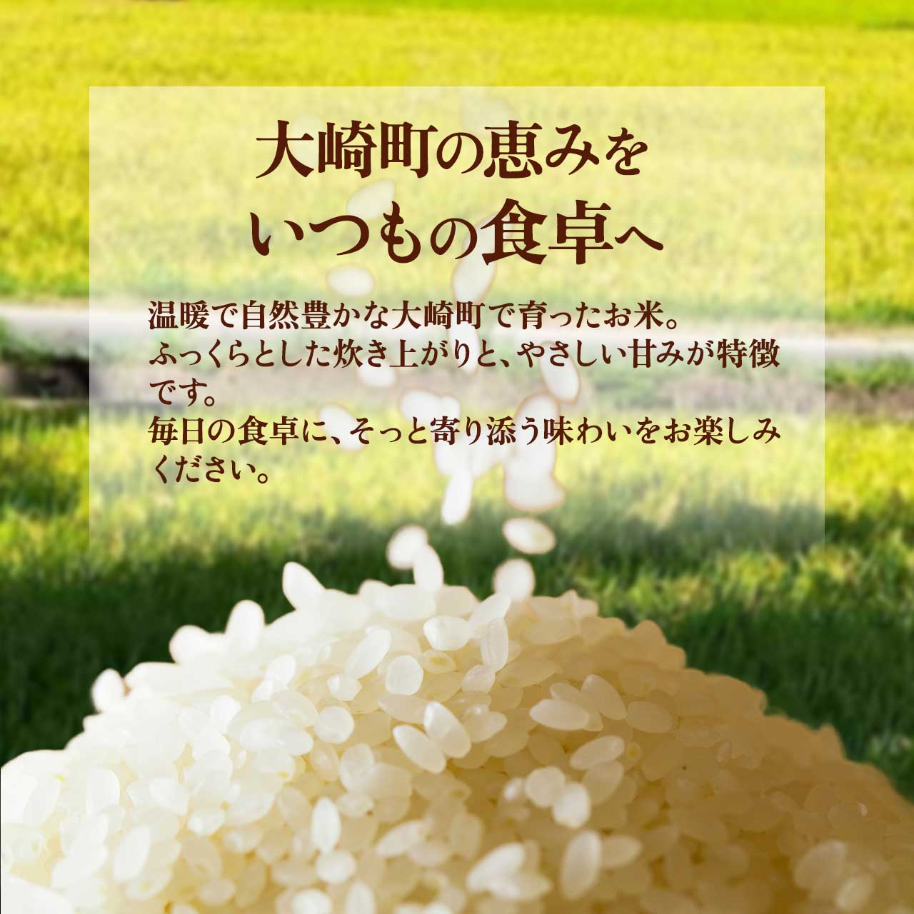 【ふるさと納税】 令和8年産 新米先行受付 なつほのか 5kg 鹿児島県産 こめ 新宮ほのか米 | ふるさと納税 白米 お米 精米 ブランド米 弁当 ごはん ご飯 おにぎり 精米 5キロ 鹿児島県 大崎町 お取り寄せ 送料無料 f464686-osaki-10001336 鹿児島県大崎町 サンプル画像3