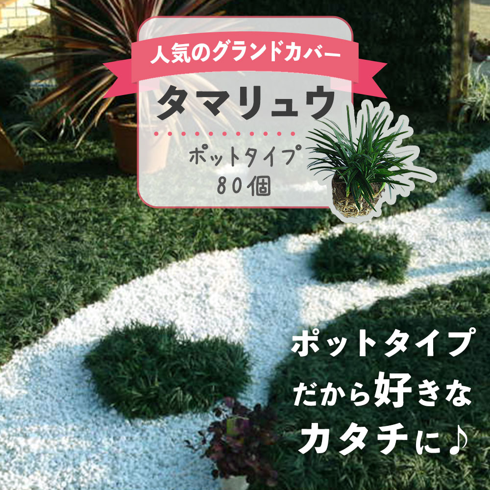 ガーデニング・農業人気ランク59位　口コミ数「2件」評価「5」「【ふるさと納税】 タマリュウ （ 玉竜 ） ポットタイプ （80個）【 生産者直送 】 タマリュウポット グランドカバー | ガーデニング ガーデニング用品 芝生 造園 下草 草抑え」