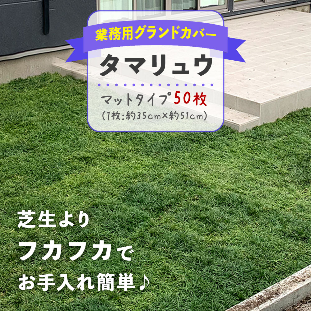 【ふるさと納税】 タマリュウ （ 玉竜 ） マットタイプ （50枚セット）【 生産者直送 】 タマリュウマット グランドカバー | ガーデニング ガーデニング用品 芝生 造園 下草 草抑え