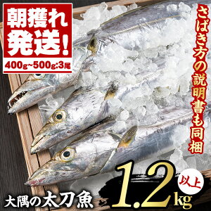 【ふるさと納税】朝獲れ発送!鮮魚問屋が厳選した『大隅の太刀魚』(3尾・1.2kg以上)目利きの鮮魚問屋が厳選!塩焼きやバターで香ばしく太刀魚のムニエルに!【江川商店】【15830】