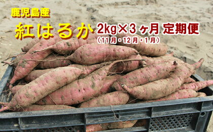 東串良の特選紅蜜芋紅はるか 2kg×3ケ月定期(11・12・1月)コース