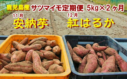 東串良のサツマイモ5kg×2種 定期(11・12月)コース
