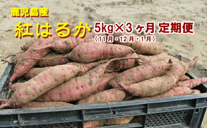 東串良の特選紅蜜芋紅はるか 5kg×3ケ月定期(11・12・1月)コース