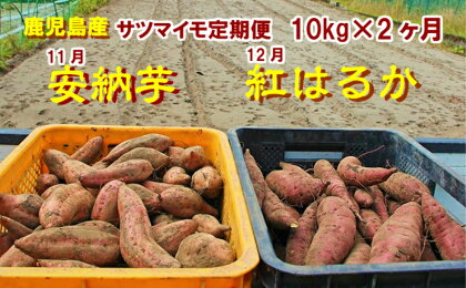東串良のサツマイモ10kg×2種 定期(11・12月)コース