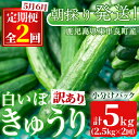 【ふるさと納税】<訳あり><定期便・全2回(5月・6月)>愛情たっぷり!牧内農園の白いぼきゅうり(2.5kg×2回) 不揃い 規格外 野菜 やさい 旬 新鮮 サラダ キュウリ 胡瓜【牧内農園】【0123905b】