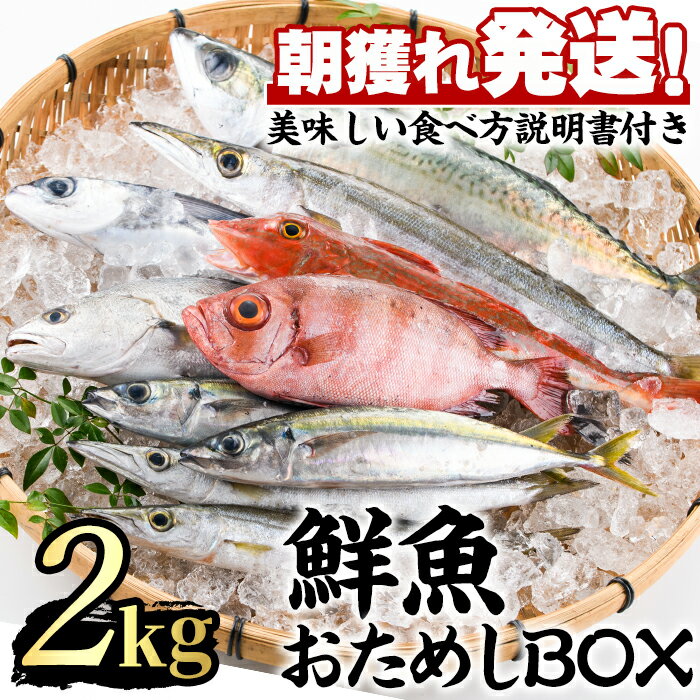 朝獲れ発送!鮮魚問屋が厳選した『鮮魚おためしBOX』(約2kg程度) 魚 魚介類 鮮魚 海鮮 詰め合わせ セット 刺身 天ぷら 煮つけ 塩焼き[江川商店][0153201a]