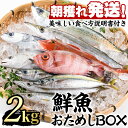 【ふるさと納税】朝獲れ発送！鮮魚