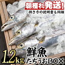 【ふるさと納税】朝獲れ発送！鮮魚問屋が厳選した『鮮...