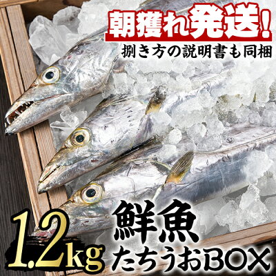 楽天ふるさと納税　【ふるさと納税】朝獲れ発送！鮮魚問屋が厳選した『鮮魚たちうおBOX』(3尾・1.2kg以上)魚 魚介類 鮮魚 海鮮 太刀魚 ムニエル 塩焼き【江川商店】【0153203a】