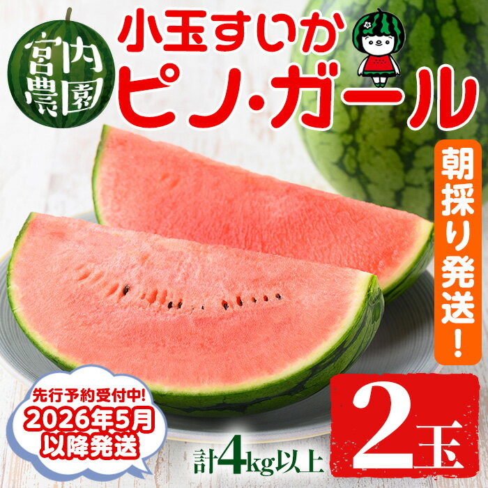 [2026年5月以降発送]小玉すいか・ピノ・ガール(2玉・計4kg以上) 果物 果実 フルーツ スイカ ピノガール 数量限定 期間限定[宮内農園][0165005a]