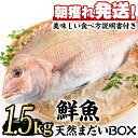 【ふるさと納税】鮮度が命！鮮魚問屋が厳選した『天然真鯛』(1-2尾・総量1.5kg以上)目利きの鮮魚問屋が厳選！水揚げしたその日に発送！鹿児島の魚の鮮度を感じてください！【江川商店】【0203205a】