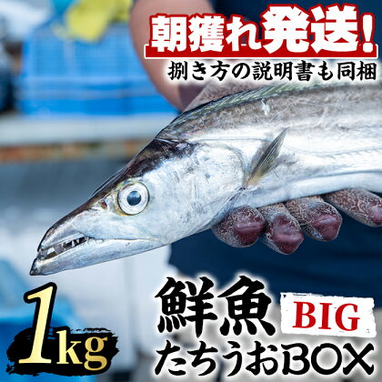 鮮度が命！鮮魚問屋が厳選した『鮮魚たちうおビッグサイズBOX』(1尾・1kg以上)魚 魚介類 鮮魚 海鮮 太刀魚 ムニエル 塩焼き【江川商店】【0223204a】