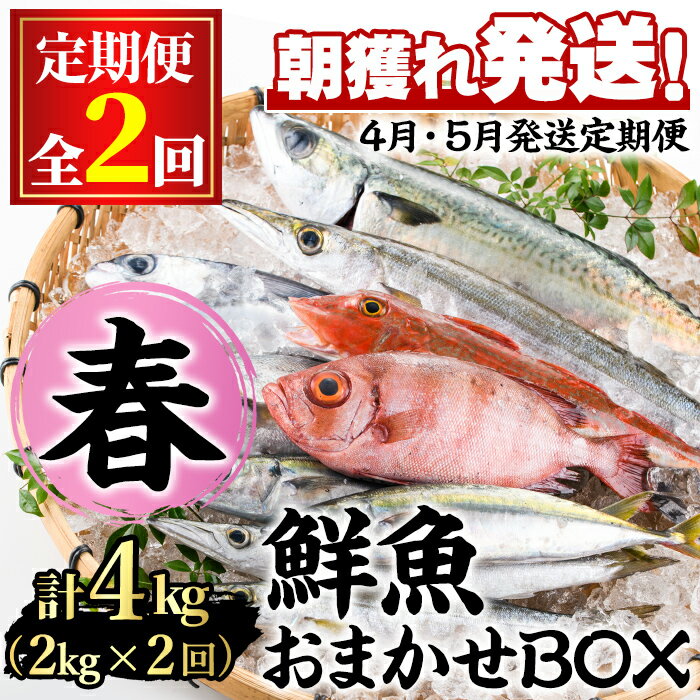 [定期便・全2回(4月・5月)]「春の鮮魚BOX」朝獲れ発送!鮮魚問屋が厳選したおまかせ鮮魚(約2kg程度×2回)魚 魚介類 鮮魚 海鮮 詰め合わせ セット 刺身 天ぷら 煮つけ 塩焼き[江川商店][0301101b]