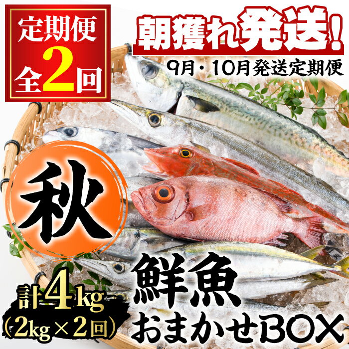 [定期便・全2回(9月・10月)]「秋の鮮魚BOX」朝獲れ発送!鮮魚問屋が厳選したおまかせ鮮魚(約2kg程度×2回) 魚 魚介類 鮮魚 海鮮 詰め合わせ セット 刺身 天ぷら 煮つけ 塩焼き[江川商店][0301102b]