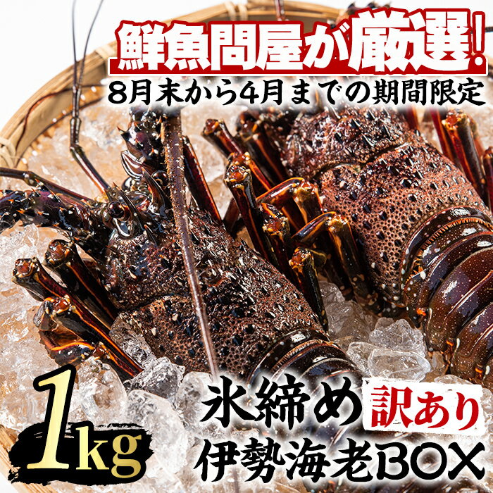 【ふるさと納税】＜訳あり＞朝獲れ発送！鮮魚問屋が厳選した氷締め伊勢海老(2尾・総量1kg以上) えび 魚介類 海鮮 刺身 塩焼き【江川商店】【0303202a】