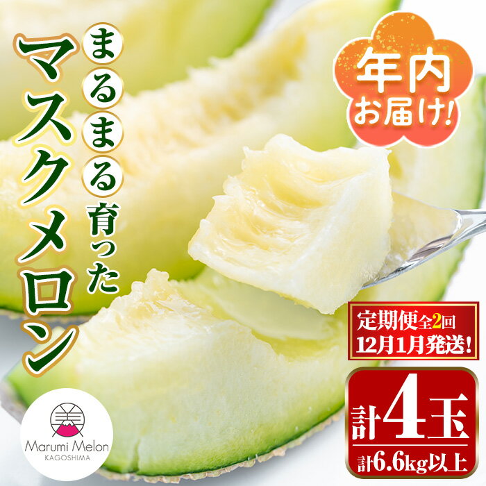 [定期便・全2回(12月・1月)]年内お届け!まるまる育ったマスクメロン(2玉×2回・計6.6kg以上) マスクメロン フルーツ 果物 果実 6キロ 数量限定 期間限定 [まる美園芸組合][0432211b]