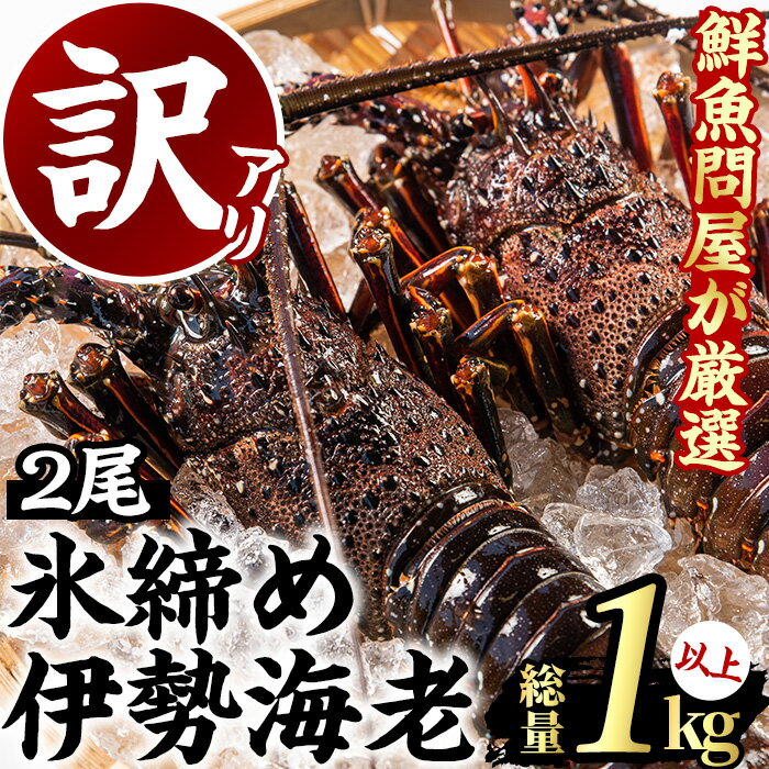 【ふるさと納税】＜訳あり＞朝獲れ発送！鮮魚問屋が厳選した大隅の氷締め伊勢海老(2尾・総量1kg以上)目利きの鮮魚問屋が厳選！お受け取り当日はお刺身で！【江川商店】【28831】