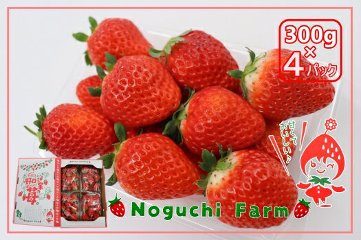 No.1410 Noguchi Farm のおいしいイチゴ 約1200g(300g×4パック)