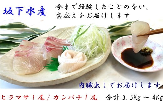 その他水産物(カンパチ)人気ランク8位　口コミ数「5件」評価「5」「【ふるさと納税】No.3008-2 ふる里館 カンパチ・ヒラマサ2尾セット（内臓出し）（3.5k〜4k）」