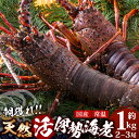 【ふるさと納税】【先行予約】天然 活 伊勢海老 約1kg 2〜3尾 ≪2025年11月下旬頃〜2025年12月下旬頃順次発送予定≫ |国産 えび 活イセエビ 伊...