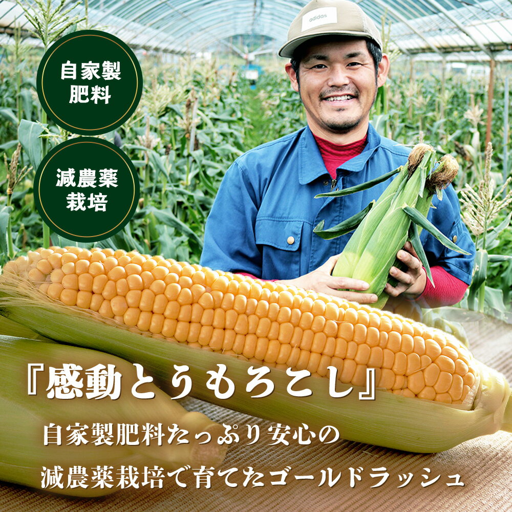 【ふるさと納税】【数量限定】 【先行予約・2026年5月～】感動とうもろこし ( 約4kg / 10～13本 ) FR-521 ｜野菜 やさい とうもろこし ゴールドラッシュ トウモロコシ 新鮮 産地直送 先行予約 数量限定 4kg