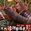 【ふるさと納税】【先行予約】天然 活 伊勢海老 約1kg 2〜3尾 ≪2025年11月下旬頃〜2025年12月下旬頃順次発送予定≫ |国産 えび 活イセエビ 伊...