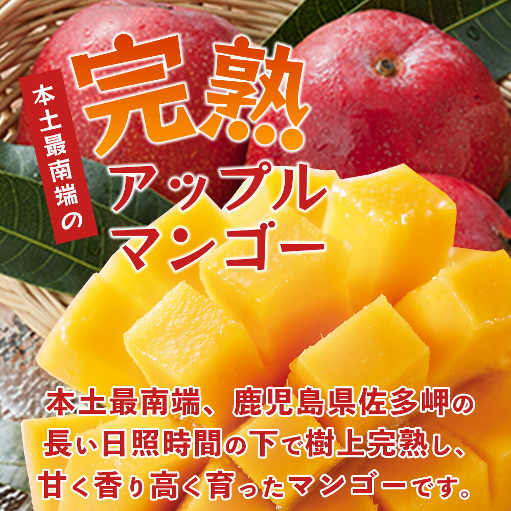 【ふるさと納税】≪先行予約・数量限定≫ ☆本土最南端☆佐多の果樹園で育てた 完熟アップルマンゴー 約800g ( 2玉 ) 【2026年7月上旬以降順次発送】 ST-406 ｜鹿児島県 南大隅 産地直送 旬 マンゴー フルーツ 果物 くだもの