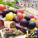 【ふるさと納税】<訳あり> 本土最南端 ぶどう ころころぶどうパック 約1.2kg |訳あり 家庭用 産地直送 旬 ブドウ 葡萄 ぶどう フルーツ 果物 くだも...