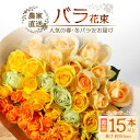 【ふるさと納税】【先行予約】【人気の春・冬薔薇をお届け】ばら農家直送!バラ花束15本以上お届け(黄系) 【ギフト対応可】TB-11│ローズ 新鮮 花 フラワー 花束 ばら 薔薇 バラ 誕生日 記念日 結婚祝い ギフト プレゼント お祝い 贈り物 贈答 鹿児島県 南大隅町 富田バラ園