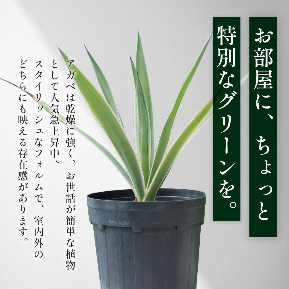 鹿児島県南大隅町の画像3