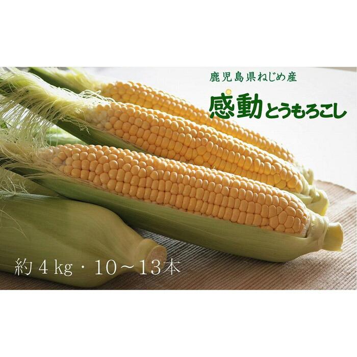 【ふるさと納税】感動とうもろこし ( 約4kg / 10～13本 ) 数量限定 鹿児島産 ゴールドラッシュ ★2024年5月中旬以降発送★ | 野菜 やさい コーン 国産 期間限定 2024年5月中旬以降発送