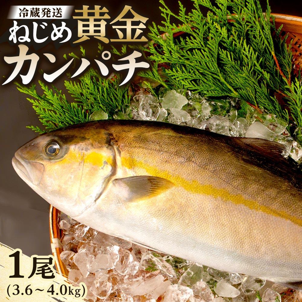 【ふるさと納税】カンパチ 1尾 3.6~4.0kg 配送日指定可能 | ねじめ黄金カンパチ 1本 勘八 魚 さかな 魚介 魚介類 海鮮 養殖 冷蔵 産地直送 刺身 刺し身 カルパッチョ 特産品 鹿児島県 南大隅町