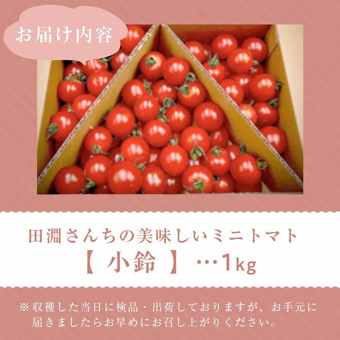 【ふるさと納税】ミニトマト 小鈴 南大隅町産 1.0kg（ 1箱 ） | トマト 野菜 やさい 食品 新鮮 人気 おすすめ 美味しい 送料無料