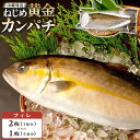 【ふるさと納税】カンパチ フィレ 【 2枚 (1尾分)・1枚 (片身分) 】 1枚 約1250g 配送日指定可能 | ねじめ黄金カンパチ 勘八 魚 さかな 魚介...