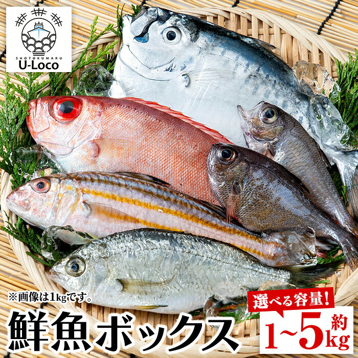 ＼高評価★4.44獲得!/ 漁師厳選!ロコフィッシュ(地魚) 下処理済 鮮魚 ボックス(約1〜5kg)[発泡スチロール包装 or エコ包装(段ボール)] 地魚 魚 1kg 2kg 3kg 4kg 5kg 冷蔵 新鮮 未利用魚 焼き魚 刺し身 刺身 鮮魚セット 鮮魚ボックス 鮮魚BOX [昌徳丸]