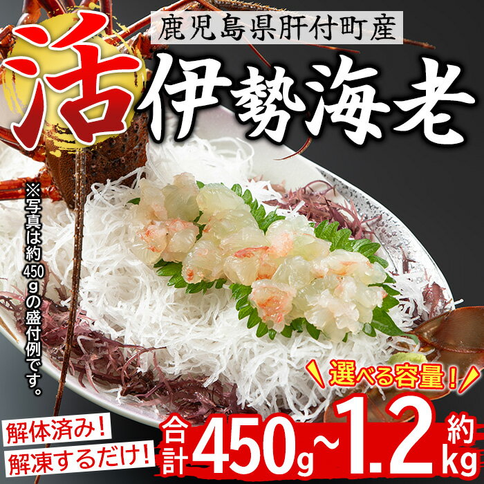 【ふるさと納税】<容量が選べる!>【活き〆冷凍】肝付町内之浦産 伊勢海老(えっがね)の刺身 (約450g or 約650g or 約850g or 約1〜1.2kg) 鹿児島 国産 海老 えび エビ 伊勢海老 海の幸 刺身 さしみ 冷凍 真空パック 【網元】