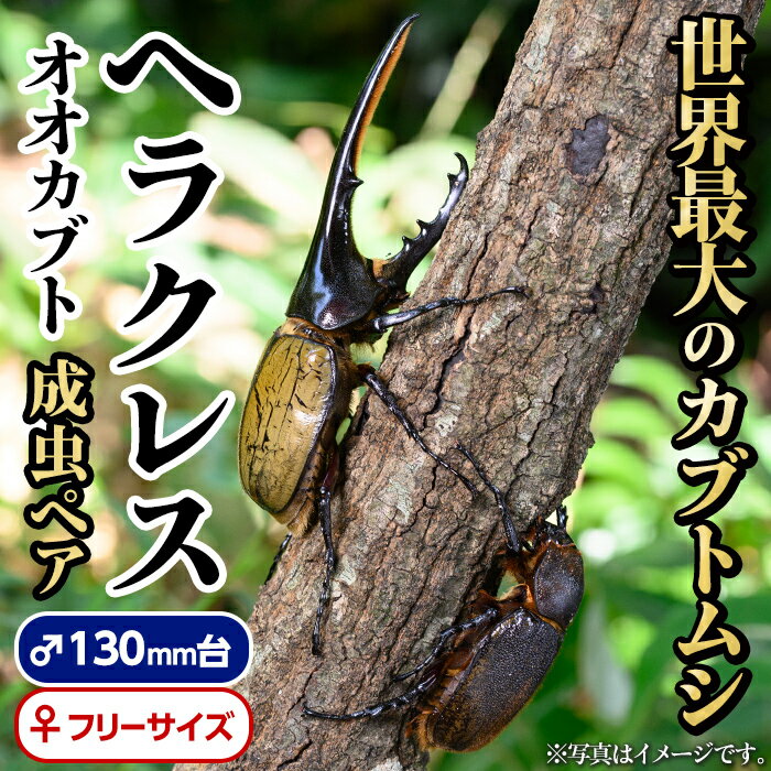 ヘラクレスオオカブト (ヘラクレスヘラクレス) 成虫ペア オス(130mm台) メス(フリーサイズ) 鹿児島 ヘラクレス カブトムシ かぶとむし 雄 オス 昆虫 虫 むし 成虫 生体 飼育 生き物 生物[ビートル倶楽部]